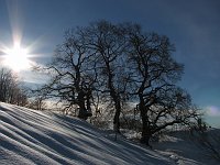 04_Sole e tre faggi